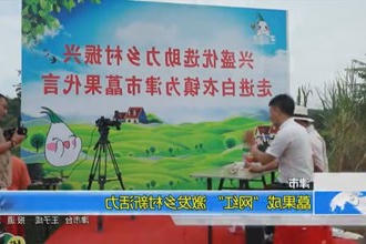 津市：藠果成