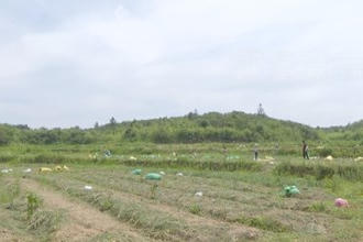 鼎城：藠头基地务工忙