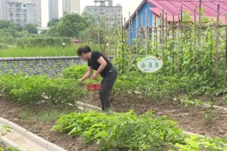 汉寿县老鹳树社区：大棚西瓜错峰上市