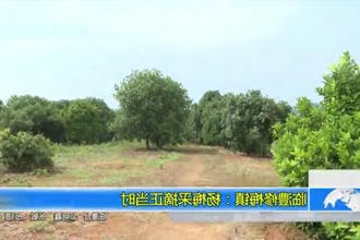 临澧修梅镇：杨梅采摘正当时
