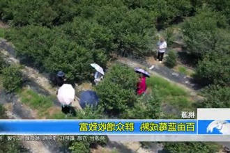 桃源：百亩蓝莓成熟 群众增收致富