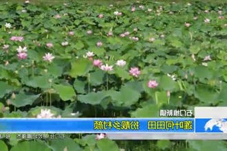 石门维新镇：莲叶何田田 扮靓乡村颜