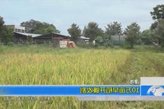 津市：10万亩早稻开镰收割
