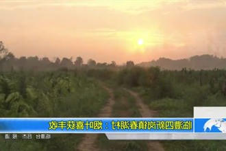 临澧四新岗镇春湖村：烟叶喜获丰收