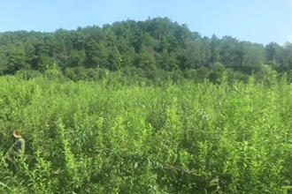 桃源热市镇戈尔潭村：黄金柰李飘香 甜蜜产业增收