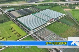 武陵：葡萄园里乐丰收