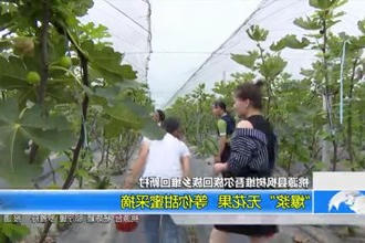 桃源县枫树维吾尔族回族乡维回新村：
