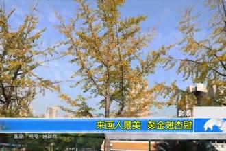 鼎城：银杏披金装 美景入画来