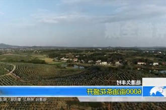 临澧久丰村：6000亩油茶花盛开