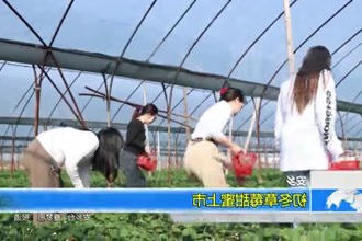 安乡：初冬草莓甜蜜上市