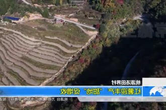 桃源汤田界村：红薯迎丰产