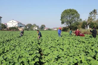 汉寿：完成油菜栽种面积54.2万亩以上