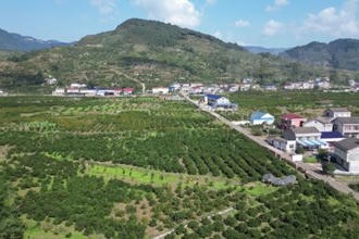 石门县白云镇：柑橘成熟产销旺
