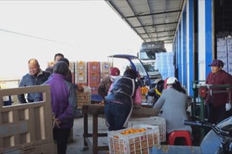 石门：多措并举广畅销路 秀坪柑橘搭乘甜蜜快车