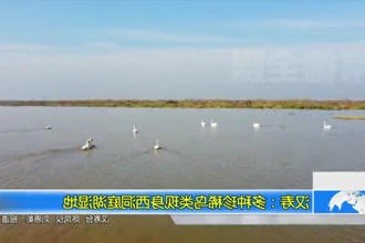 汉寿：多种珍稀鸟类现身西洞庭湖湿地