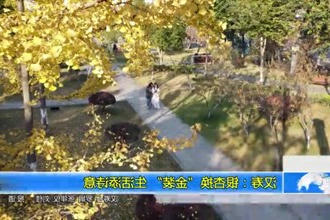 汉寿:银杏换