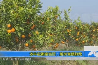 鼎城蔡家岗镇：百亩蜜橘迎丰收