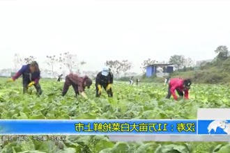 汉寿：11万亩大白菜抢鲜上市