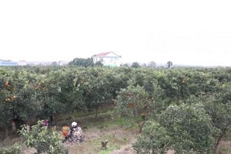 汉寿毛家滩回维乡：满园塘橙红彤彤 果农心里甜蜜蜜