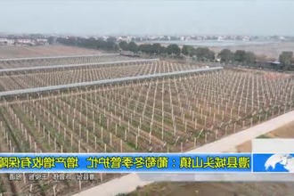 澧县城头山镇：葡萄冬季管护忙 增产增收有保障