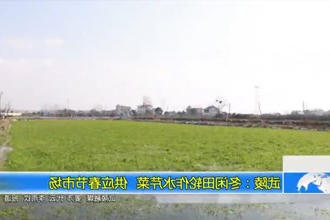 武陵：冬闲田轮作水芹菜 供应春节市场