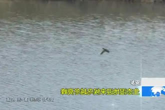 安乡：生态湿地迎来候鸟越冬高峰