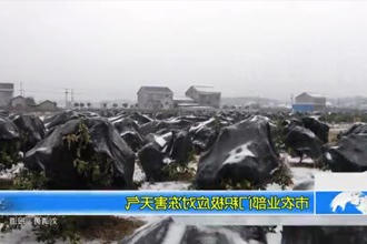 市农业部门积极应对冻害天气