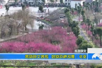 安乡：景区梅花绽放 游客文明观赏