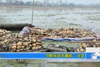 新春走基层 安乡：湖藕丰收采摘忙