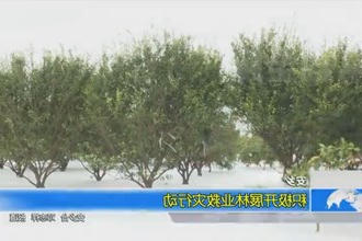 安乡：积极开展林业救灾行动