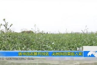 鼎城：深入油菜田间地头 及时开展冻后补救