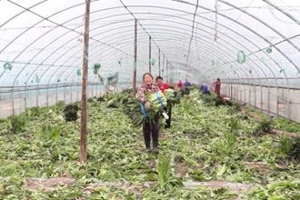西湖：蔬菜供应充足 