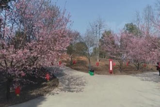 鼎城：千亩樱花怒放