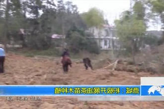 鼎城：积极开展油茶苗木种植