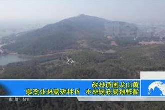 黄山头国有林场：清理修复冻损林木 补种恢复林业资源