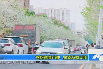 武陵：街头樱花绽放 城市春意盎然