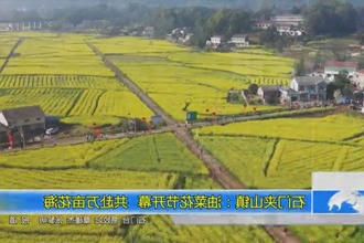 石门夹山镇：油菜花节开幕 共赴万亩花海