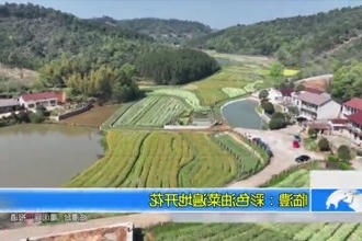 临澧：彩色油菜遍地开花