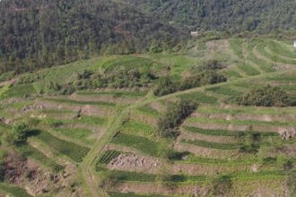 石门大同山国有林场：茶园吐绿 春茶飘香
