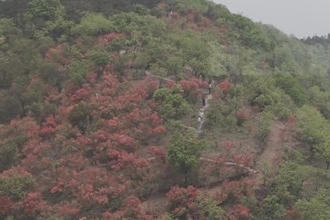 临澧太浮山：映山红花开正艳 赏花游络绎不断