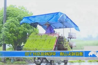 澧县城头山镇：早稻秧苗及时下田