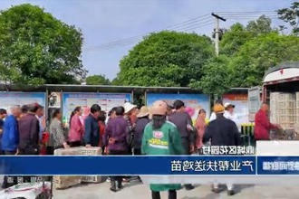鼎城区花园村：产业帮扶送鸡苗