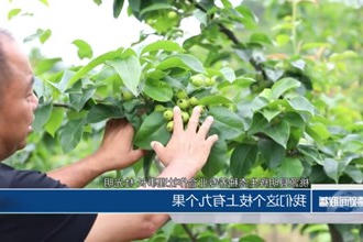 桃源县黄石镇：小香梨托起农户致富梦