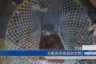 石门：野生娃娃鱼现身澧水