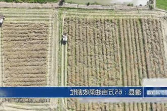 澧县：65万亩油菜收割忙