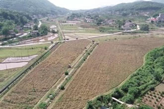 石门：油菜迎丰收 田间收割忙