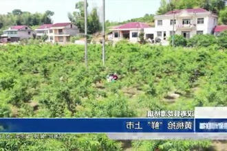 汉寿县龙潭桥镇：黄桃抢