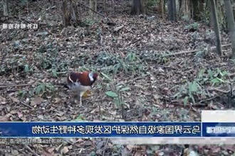 乌云界国家级自然保护区发现多种野生动物