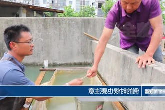 津市毛里湖镇：小鱼苗