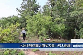 临澧太浮山景区发现大面积野生柃木生长